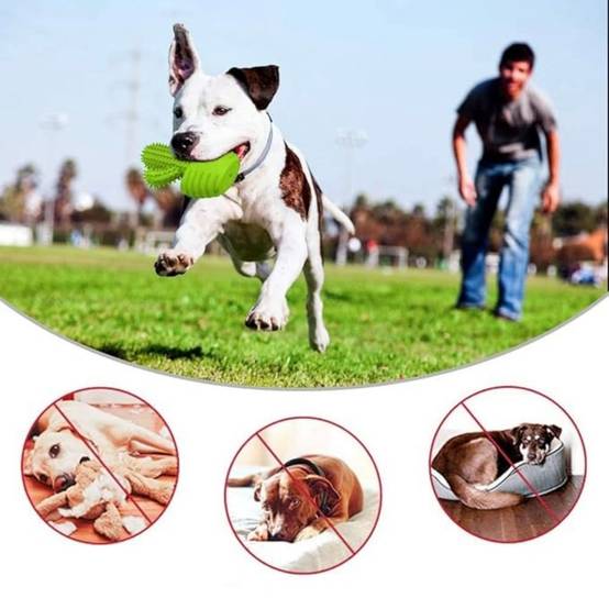 IntiMeg - Jouet couineur à mâcher pour chien Cactus IntiMeg - Image 2