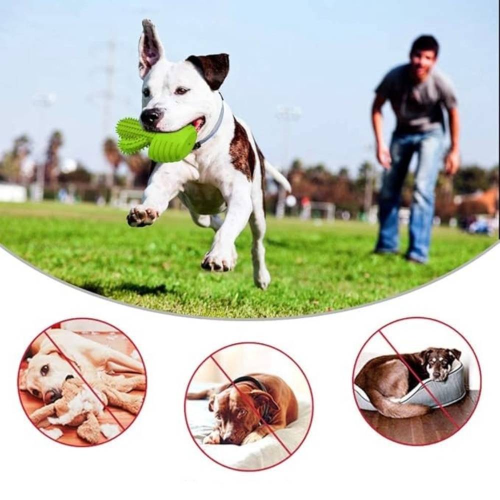 IntiMeg - Jouet couineur à mâcher pour chien Cactus IntiMeg - Image 2
