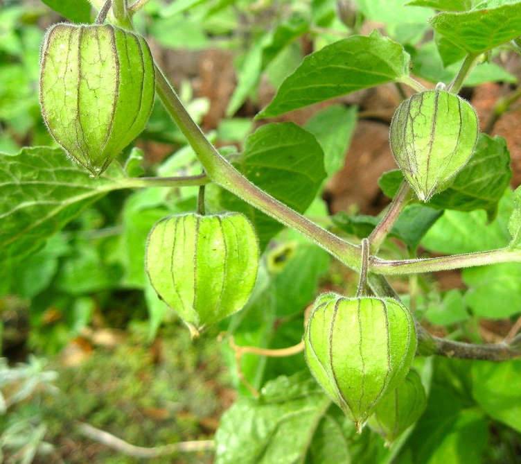 Sans Marque - Physalis peruviana (Coqueret du Pérou, groseille du Cap) Taille:Pot de 2 litres - 30/50 cm - Imagen 2