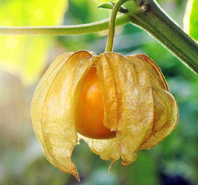 Sans Marque - Physalis peruviana (Coqueret du Pérou, groseille du Cap) Taille:Pot de 2 litres - 30/50 cm - Imagen 1