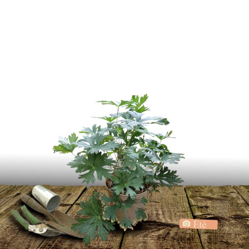 Géranium vivace Orkney Cherry à fleurs Rose/ - feuillage Persistant - Pot de 3L - 20/40 cm - Imagen 3
