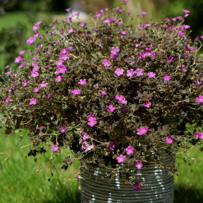 Géranium vivace Orkney Cherry à fleurs Rose/ - feuillage Persistant - Pot de 3L - 20/40 cm - Imagen 1