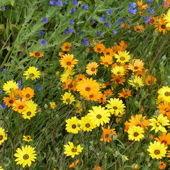 Promesse de Fleurs - Graines de Dimorphotheca sinuata Mix - Marguerite du Cap le sachet de 350 graines environ (1g)