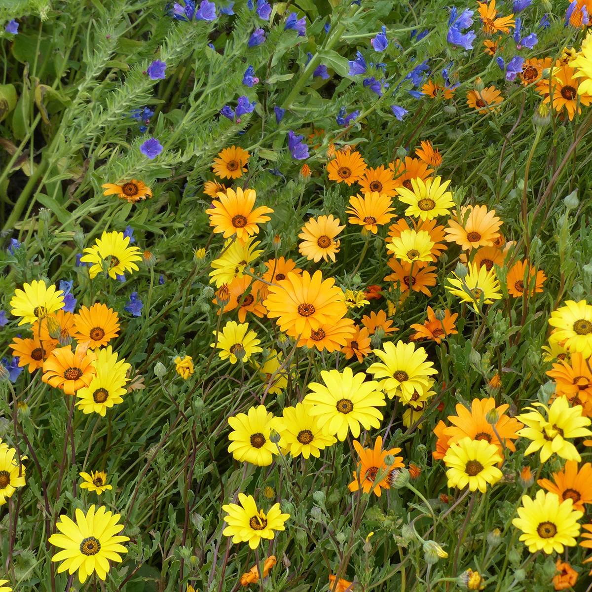 Promesse de Fleurs - Graines de Dimorphotheca sinuata Mix - Marguerite du Cap le sachet de 350 graines environ (1g)