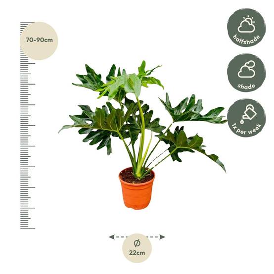 La Green Touch - Philodendron Selloum - D19 H60cm - Image 2
