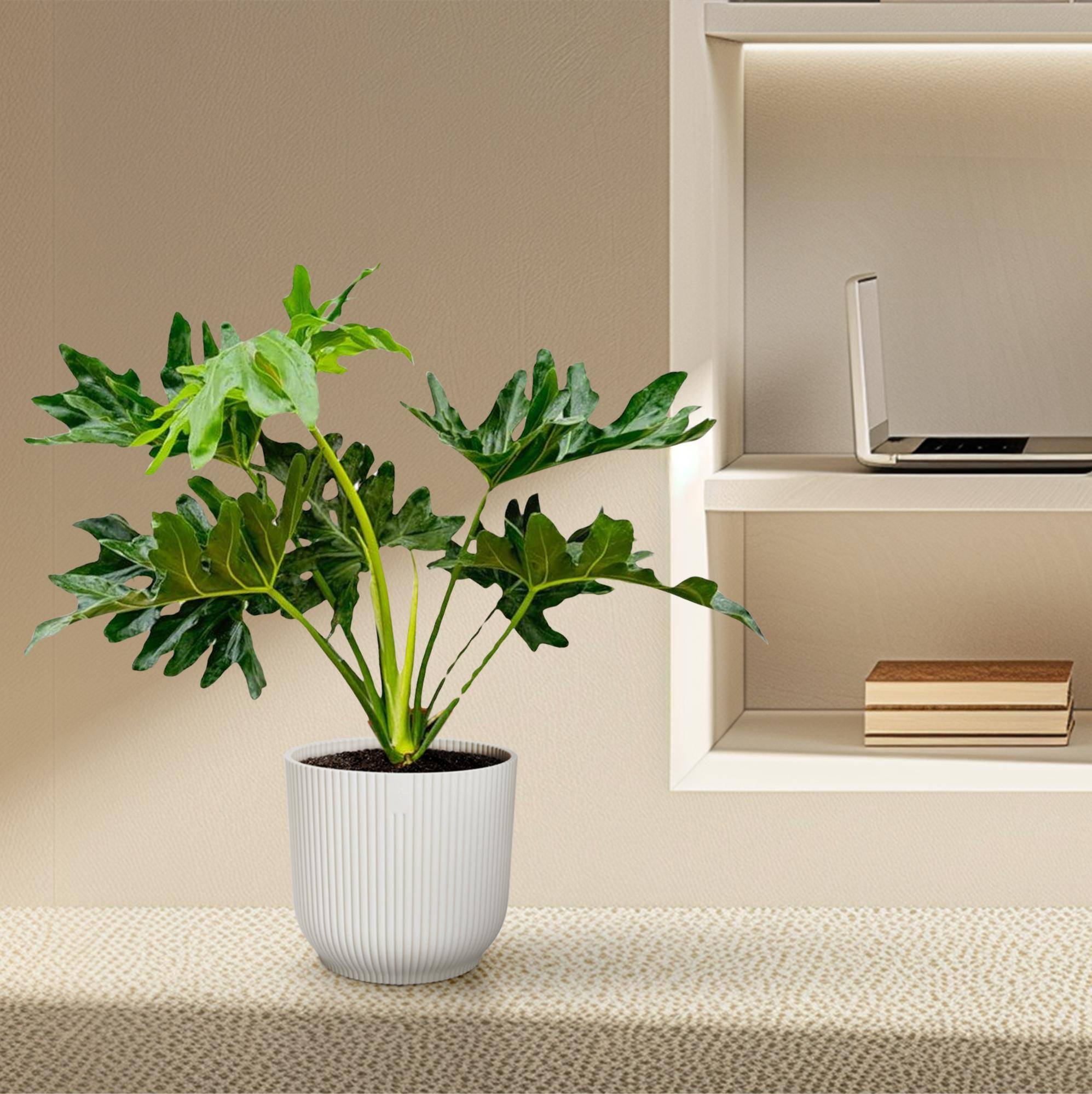 La Green Touch - Philodendron Selloum - D19 H60cm - Image 4