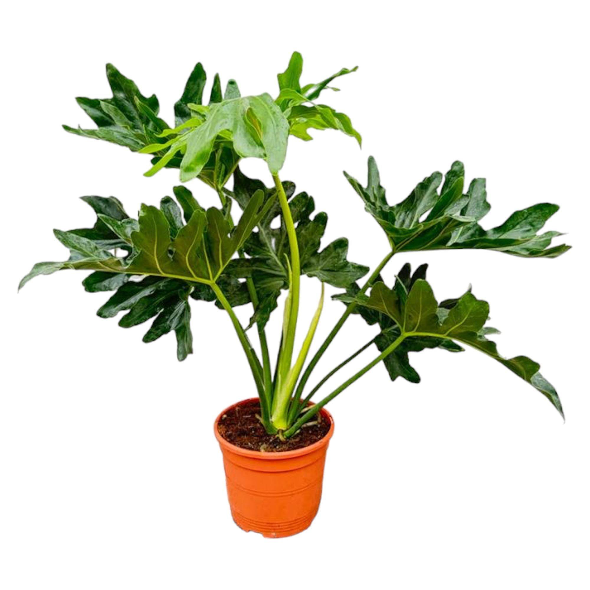 La Green Touch - Philodendron Selloum - D19 H60cm - Image 1
