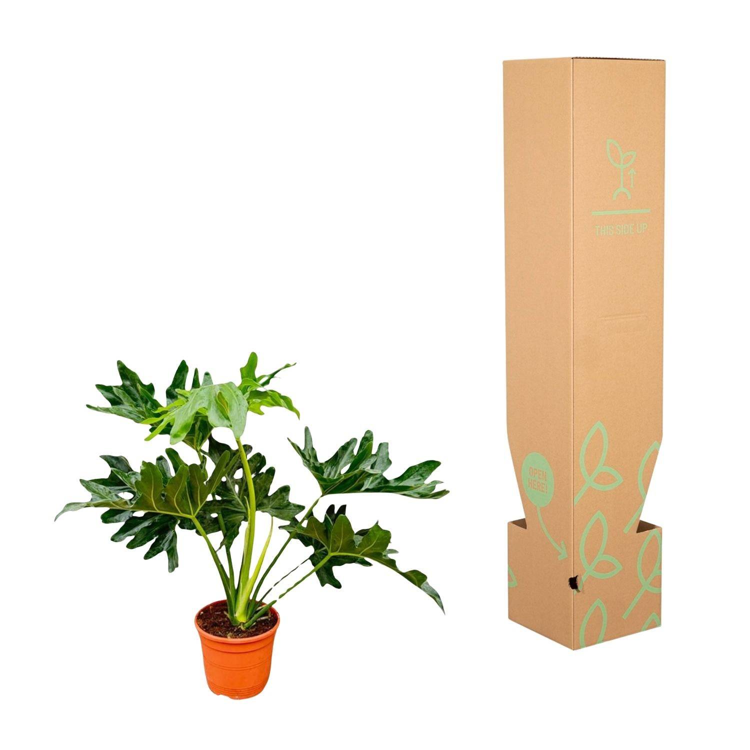 La Green Touch - Philodendron Selloum - D19 H60cm - Image 3