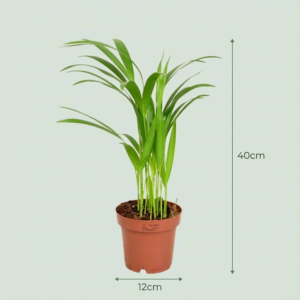 La Green Touch - Areca Dypsis Lutescens Palmier Areca - H40cm - Image 3