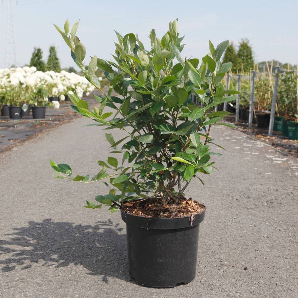 Promesse de Fleurs - Aronia melanocarpa Hugin - Aronie à fruits noirs Pot de 2L/3L - Image 1