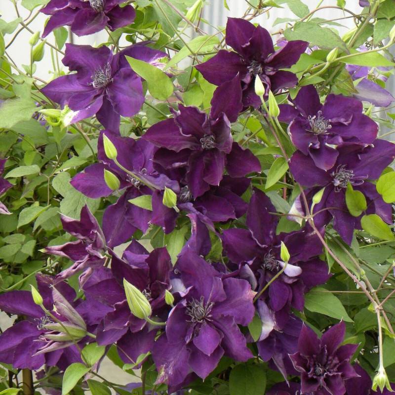 Clématite Amethyst Beauty™ 'Evipo043' à fleurs Violette - feuillage Caduc - Pot de 2L - Tuteur bambou 60/90 cm-  hauteur à maturité De 2,50 m à 3,00 m - Imagen 1