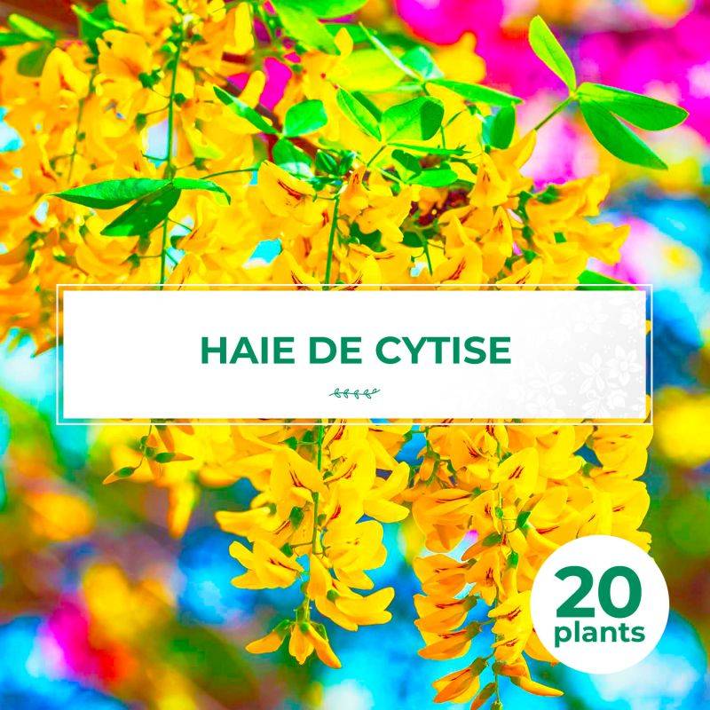20 Cytises Commun (Laburnum Anagyroides) - Haie de Cytise -  - Pépinières Naudet - Imagen 1