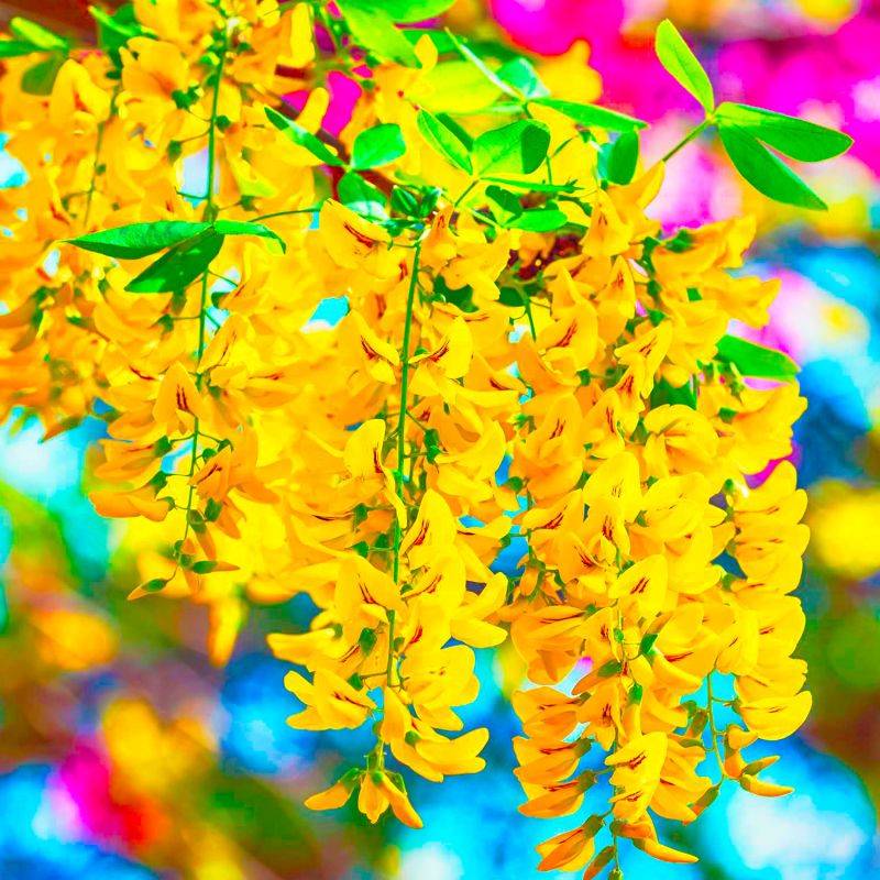 20 Cytises Commun (Laburnum Anagyroides) - Haie de Cytise -  - Pépinières Naudet - Imagen 2