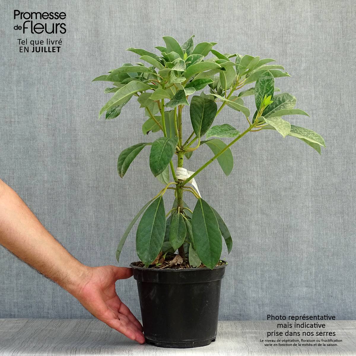 Daphniphyllum himalayense macropodum Pot de 2L/3L - Image 2