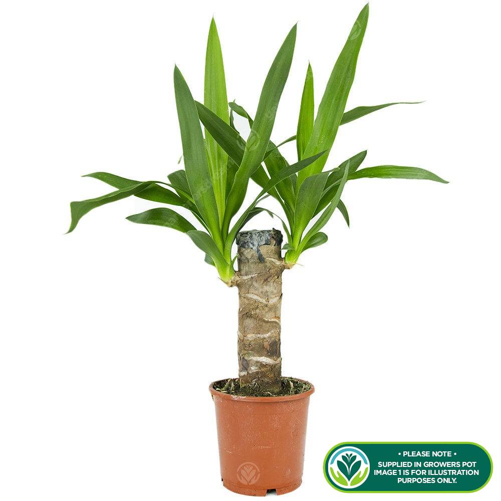 Gardenersdream - Yucca Pied D’Éléphant - Plante D’Intérieur  À Feuillage Persistant De Qualité Pot 12 Cm - GardenersDream - Imagen 2
