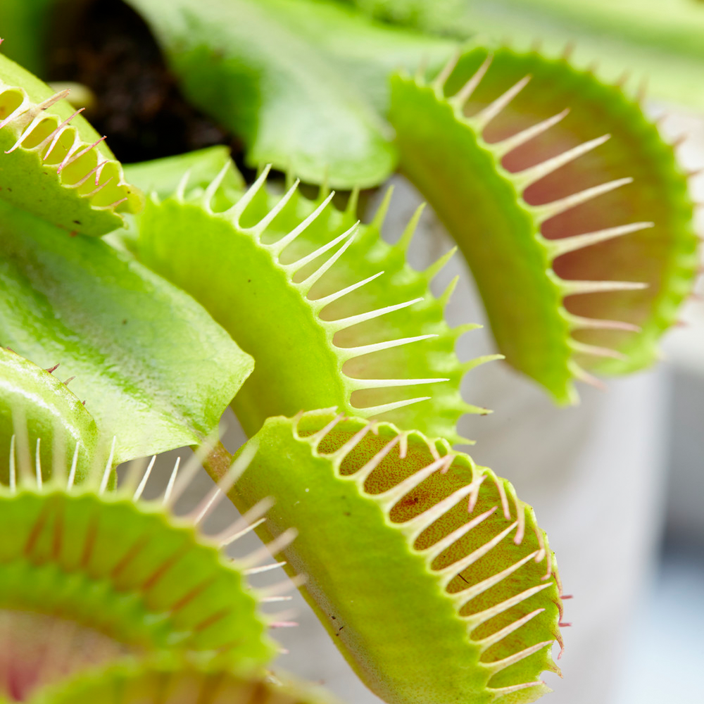 Gardenersdream - 1 X Plante Carnivore D'Intérieur Dionée Venus Attrape-Mouche Parfaite Pour La Maison Ou Le Bureau 9Cm - GardenersDream