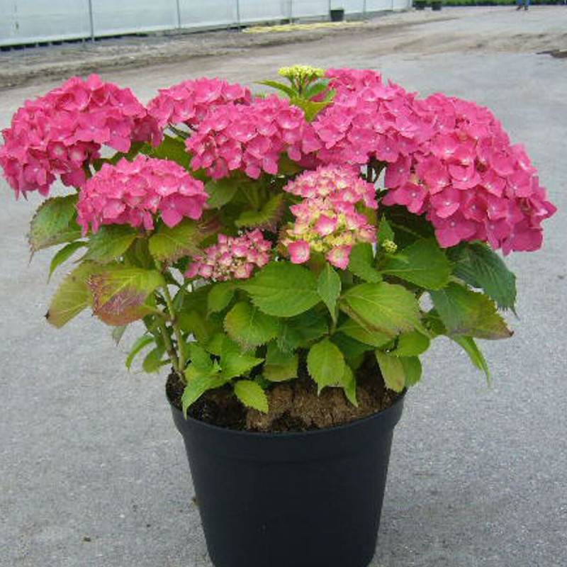 Hortensia Rosita, Hydrangea macrophylla à fleurs Rose - feuillage Caduc - Pot de 3L - 20/40 cm-  hauteur à maturité De 1,00 m à 1,50 m - Imagen 1