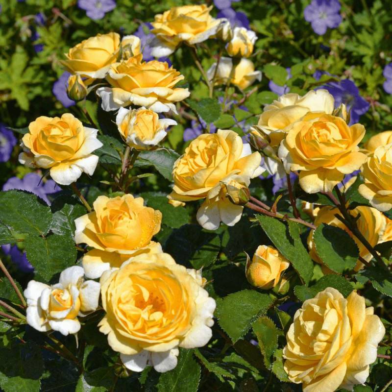 Rosier paysager Decorosier® Soleya® 'Noa 71610' à fleurs Jaune/ - feuillage Caduc - Pot de 5L - 40/60 cm