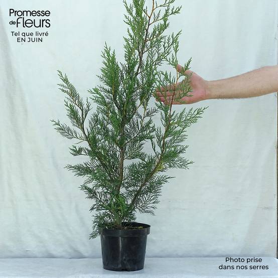 Promesse de Fleurs - Cupressocyparis Leylandii 2001 - Cyprès de Leyland Pot de 2L/3L - Image 2