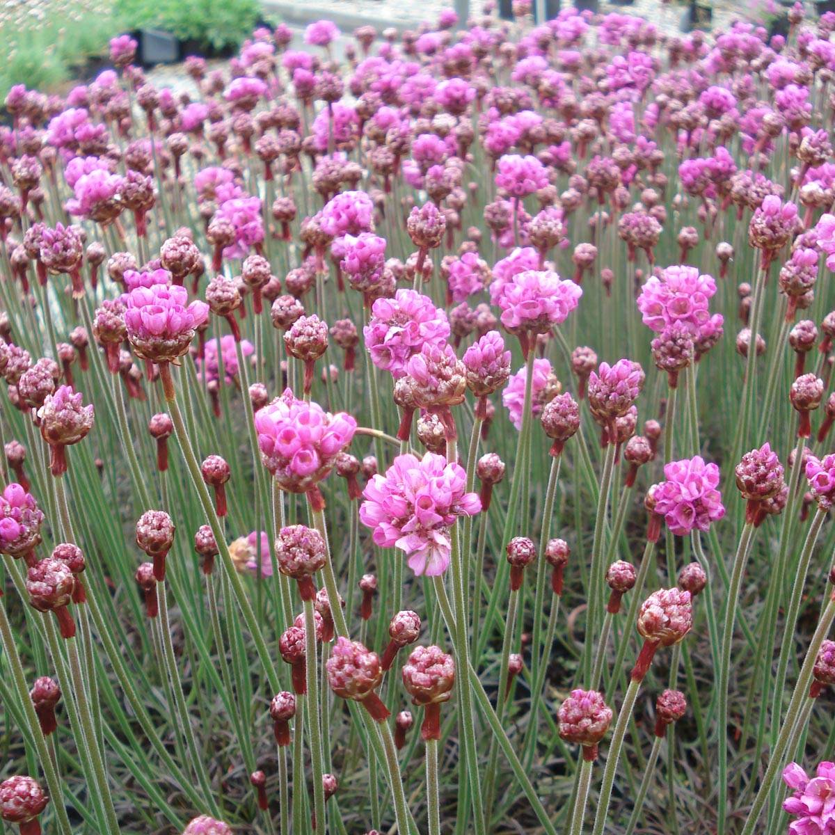 Gazon d'Espagne Vesuvius - Armeria maritima Godet de 8/9 cm