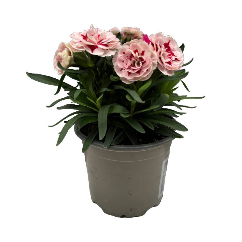 Oeillet fleuri rose pâle pot 10.5 cm
