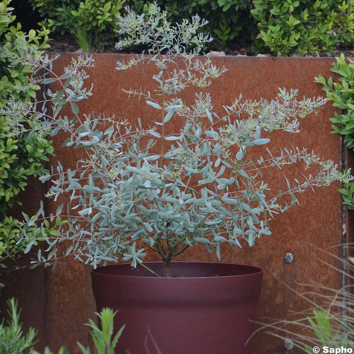 Eucalyptus gunnii France Bleu Rengun - Gommier cidre Pot de 7,5L/10L - Image 1