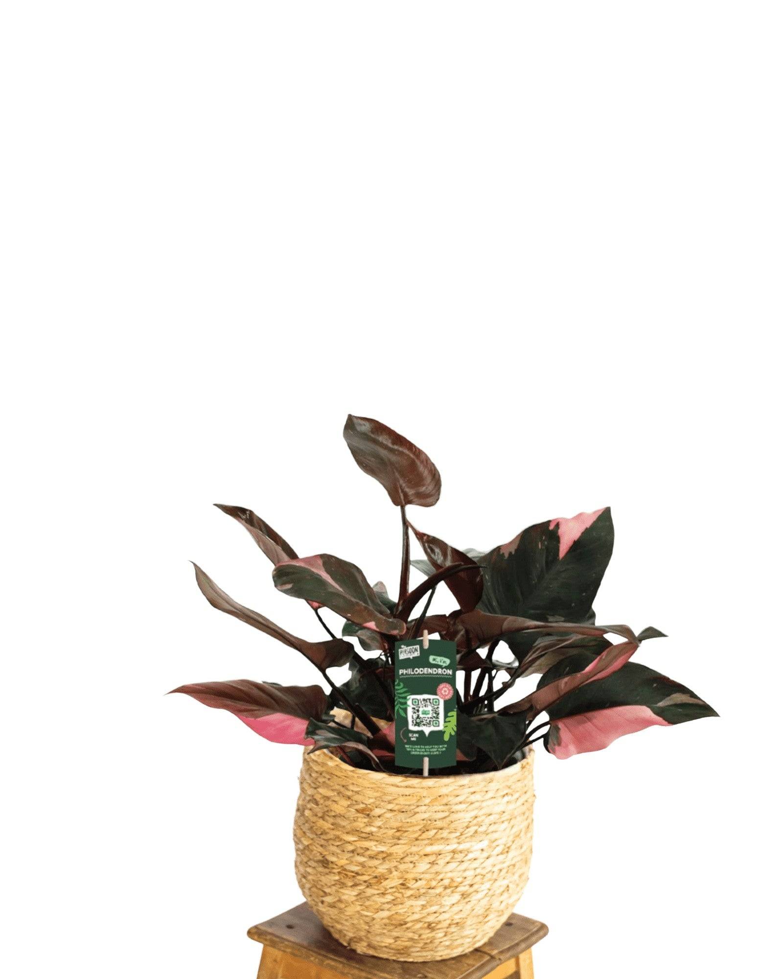 Philodendron Pink Princess 25cm - Plante d'intérieur- La Green Touch - Imagen 3
