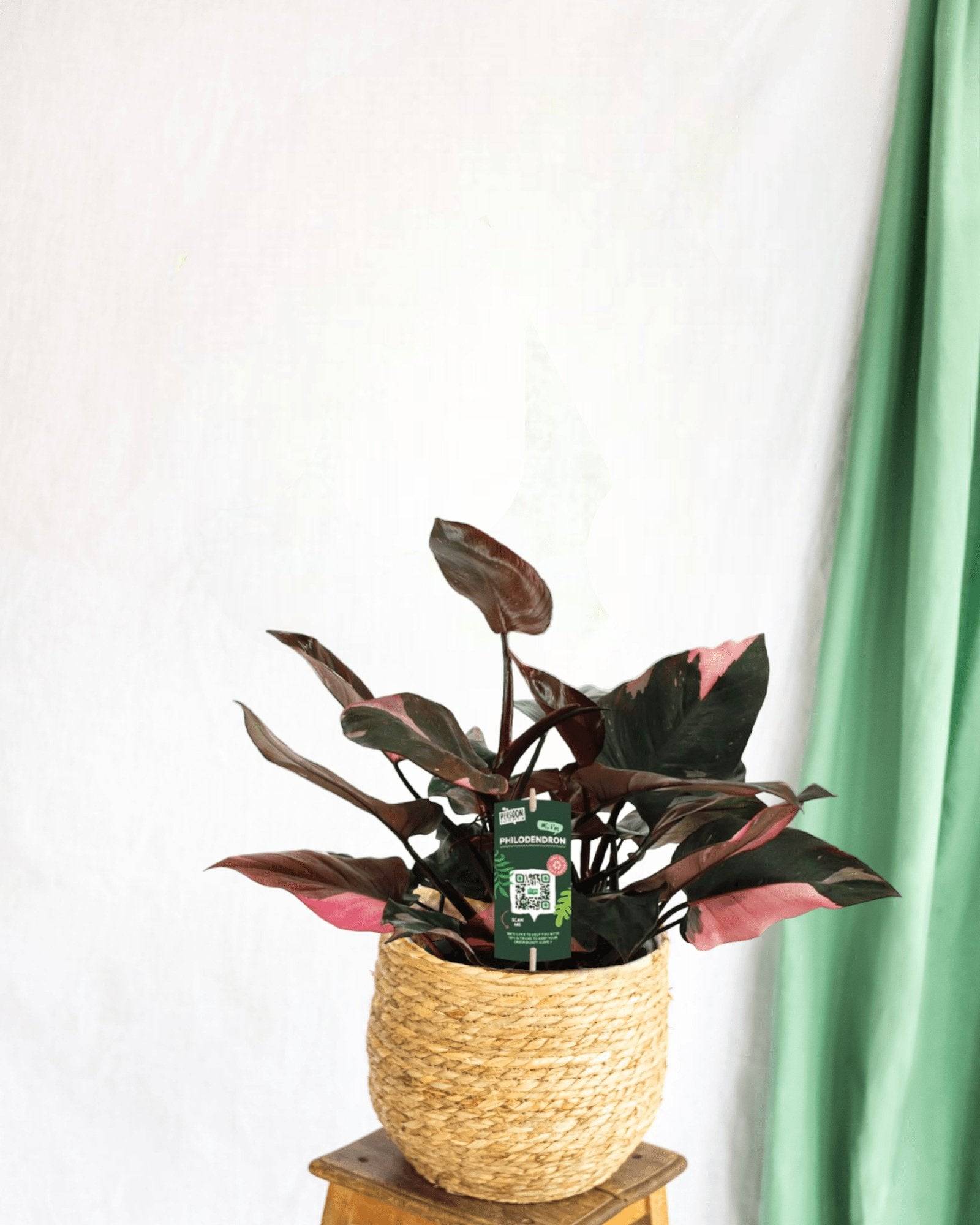 Philodendron Pink Princess 25cm - Plante d'intérieur- La Green Touch - Imagen 2