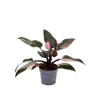 Philodendron Pink Princess 25cm - Plante d'intérieur- La Green Touch