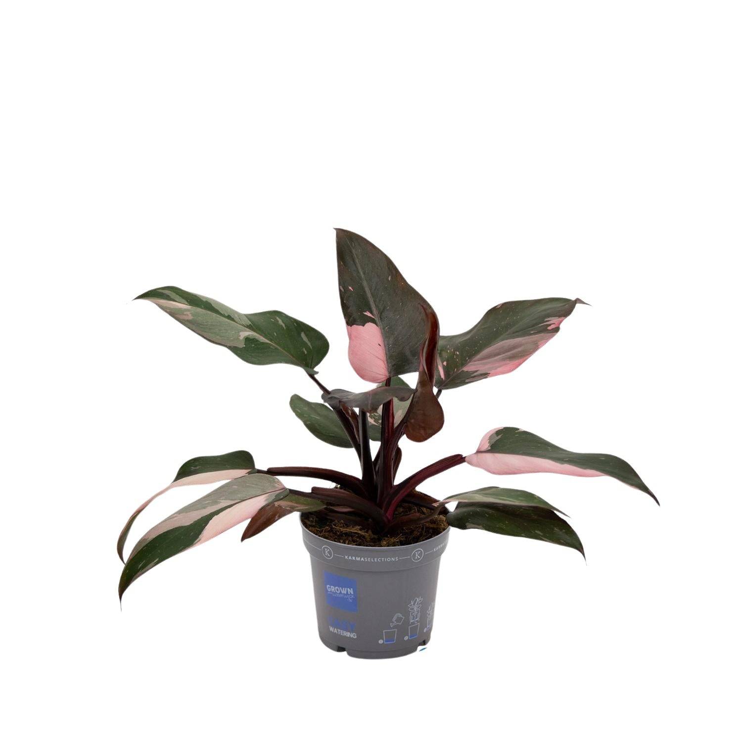 Philodendron Pink Princess 25cm - Plante d'intérieur- La Green Touch