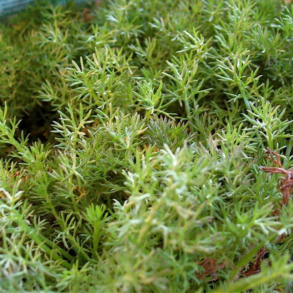 Camomille Romaine - Chamaemelum nobile Treneague Godet de 8/9 cm