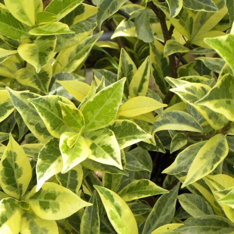 Jasmin étoilé Sun Lover® à fleurs Blanche - feuillage Persistant - Pot de 1,5L - Tuteur bambou 30/60 cm-  hauteur à maturité De 0,50 m à 1,00 m - Imagen 3