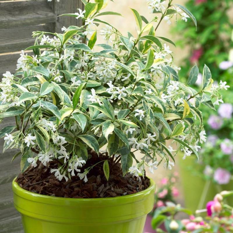Jasmin étoilé Sun Lover® à fleurs Blanche - feuillage Persistant - Pot de 1,5L - Tuteur bambou 30/60 cm-  hauteur à maturité De 0,50 m à 1,00 m - Imagen 1