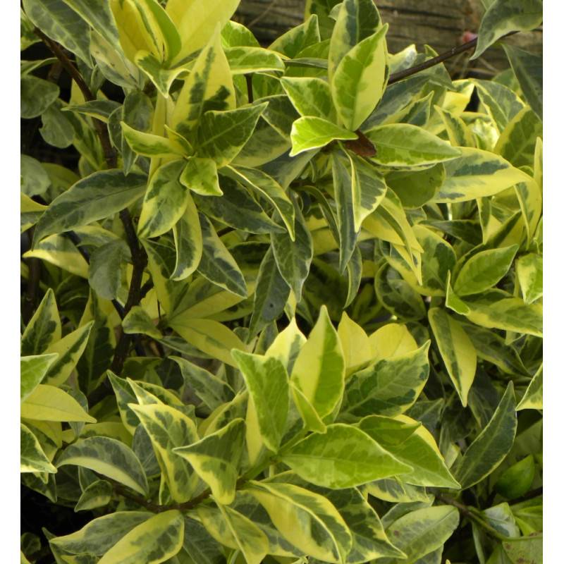Jasmin étoilé Sun Lover® à fleurs Blanche - feuillage Persistant - Pot de 1,5L - Tuteur bambou 30/60 cm-  hauteur à maturité De 0,50 m à 1,00 m - Imagen 7