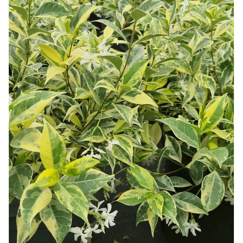Jasmin étoilé Sun Lover® à fleurs Blanche - feuillage Persistant - Pot de 1,5L - Tuteur bambou 30/60 cm-  hauteur à maturité De 0,50 m à 1,00 m - Imagen 6