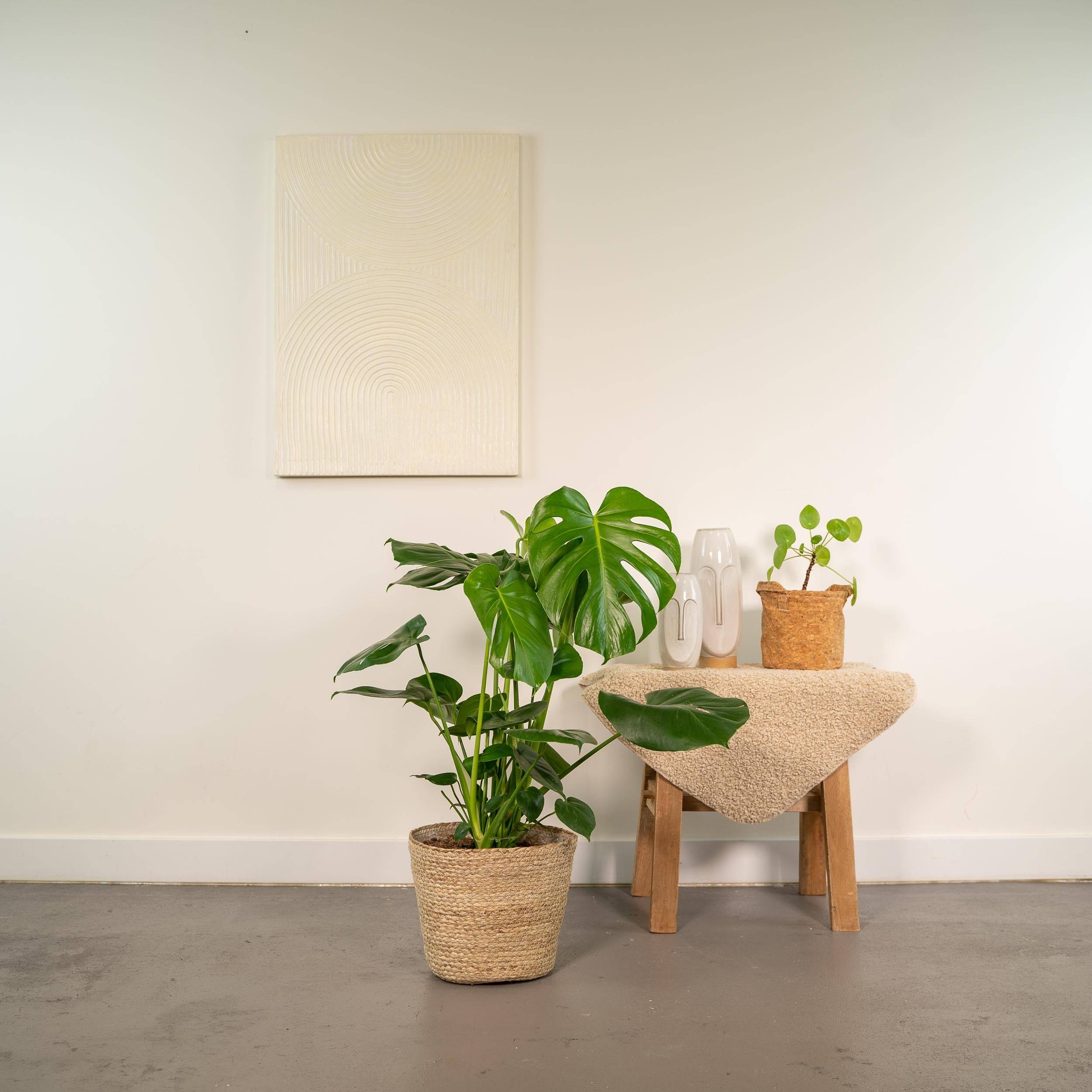 Monstera Deliciosa - H80cm - Image 2