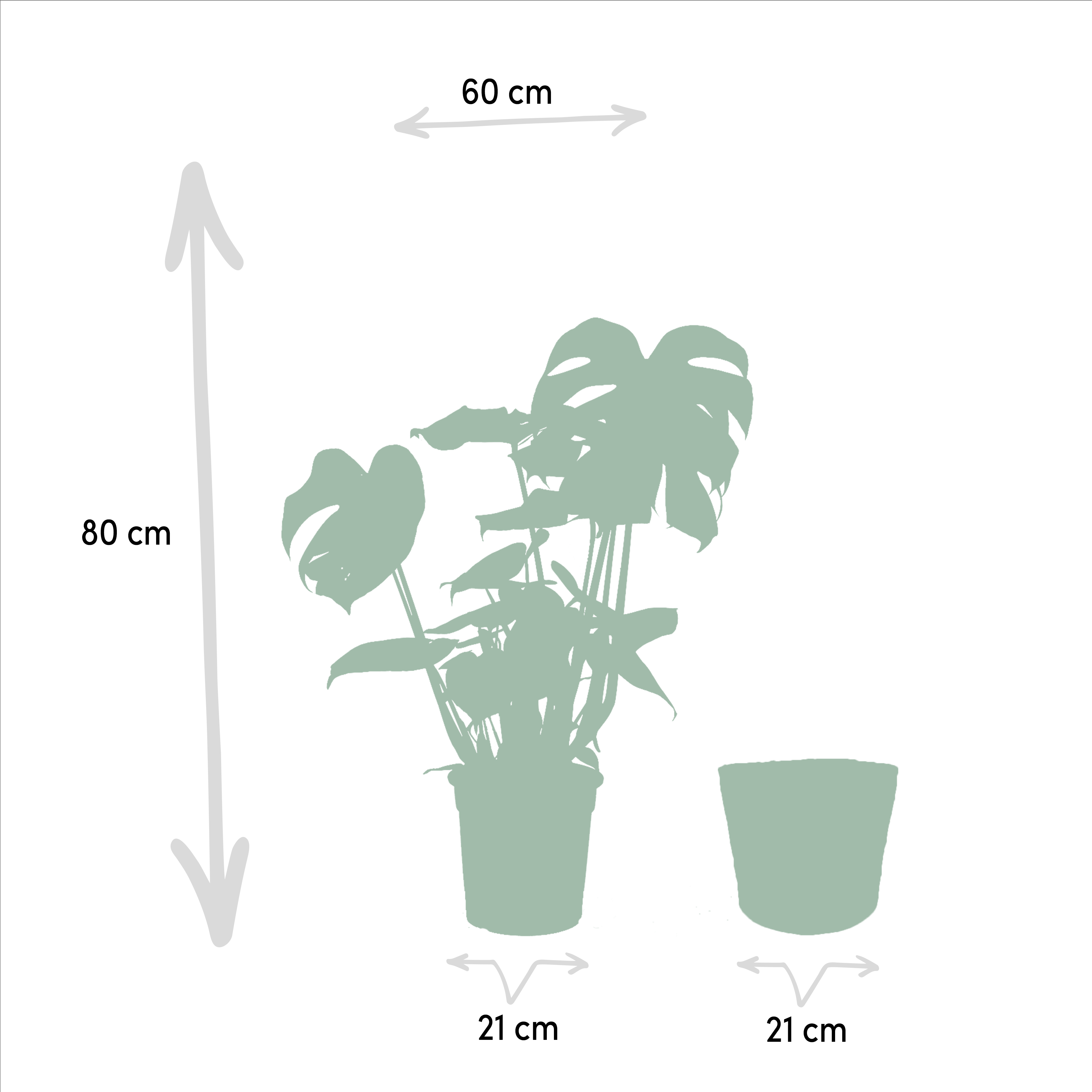 Monstera Deliciosa - H80cm - Image 4