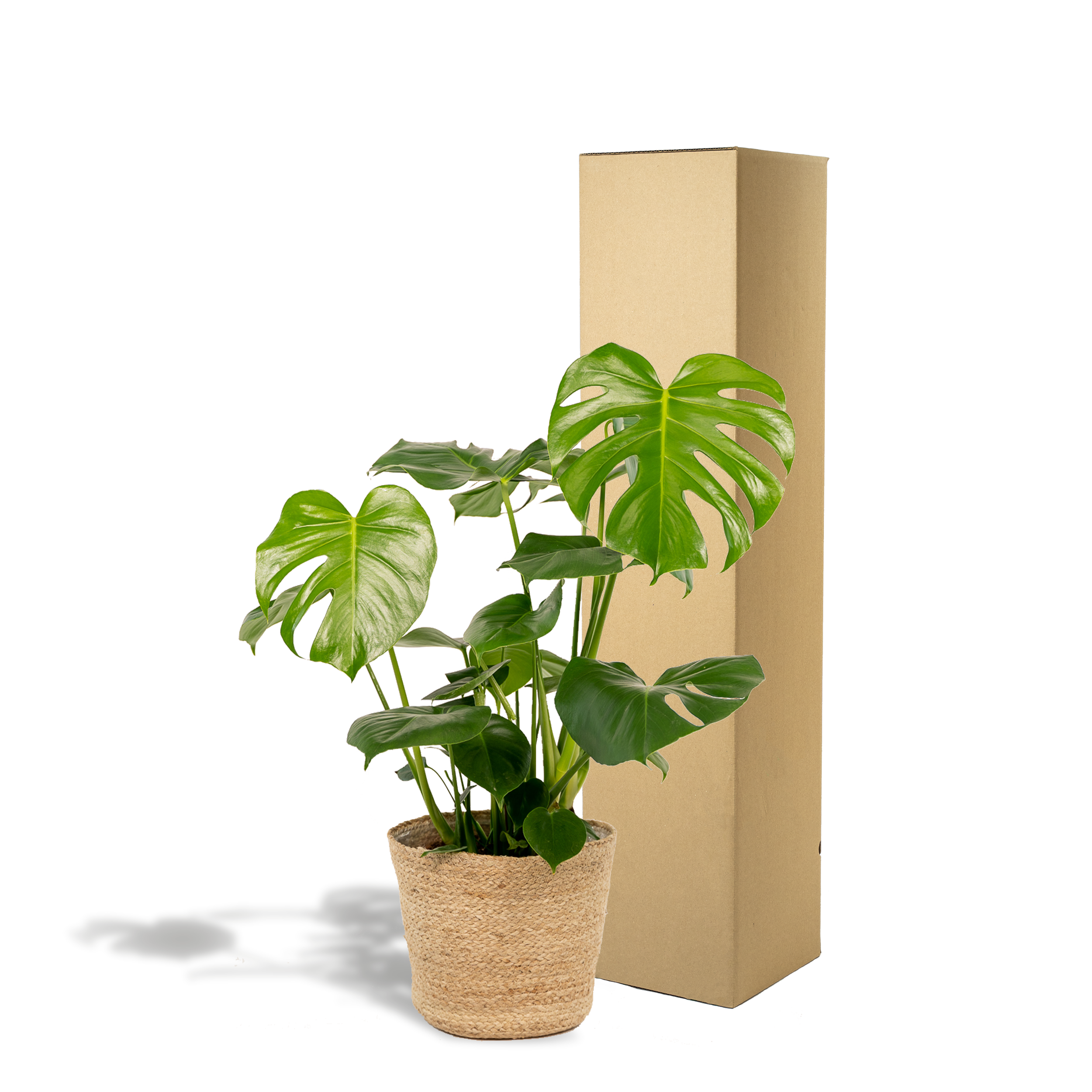 Monstera Deliciosa - H80cm - Image 5