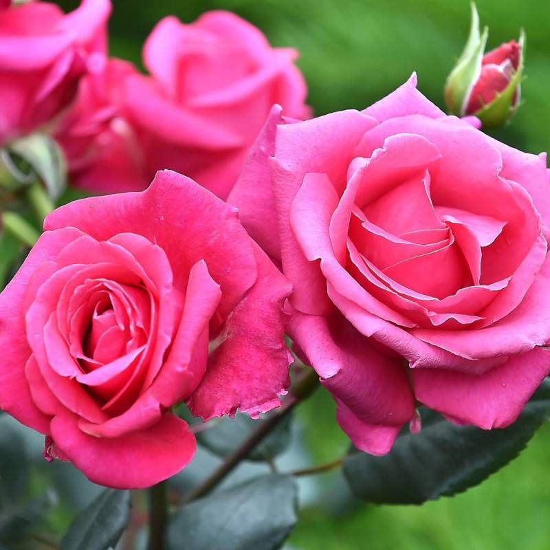 Rosier à grandes fleurs Voluptia® Crazy Pink™ 'Noa16071' à fleurs Rose - feuillage Caduc - Pot de 5L - 40/60 cm-  hauteur à maturité De 0,50 m à 1,00 - Imagen 2