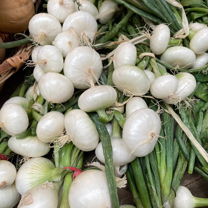 Promesse de Fleurs - Oignon Blanc hâtif de Paris - Allium cepa le sachet de 600 graines environ (3g)