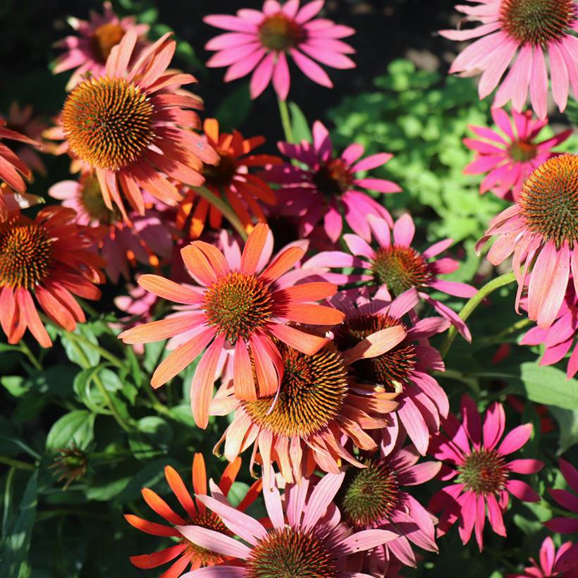 Echinacea Cheyenne Spirit - Echinacée Godet de 8/9 cm