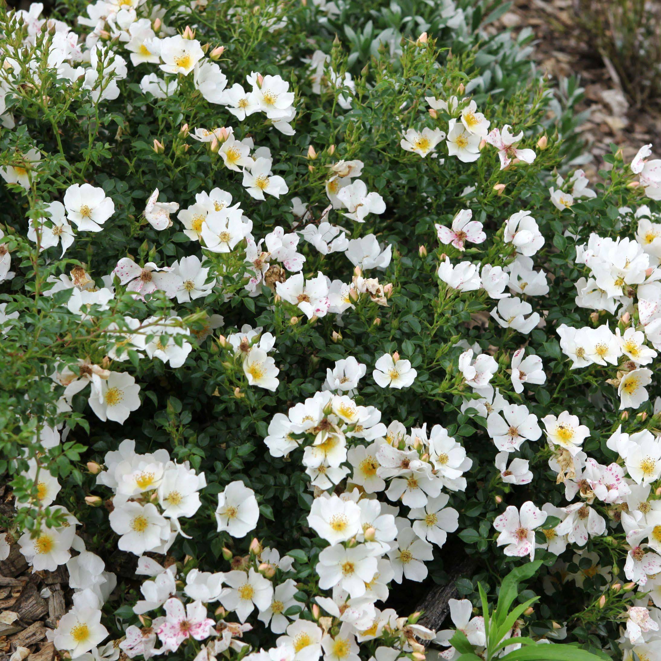 Rosier Sans Contraintes Rose du Soleil Pot de 1,5L/2L