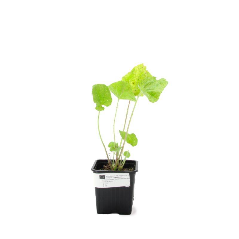 3 Roses Trémière 'Double Blanc' (Alcea Rosea Chater's) - Lot de 3 vivaces - Pépinières Naudet - Imagen 2