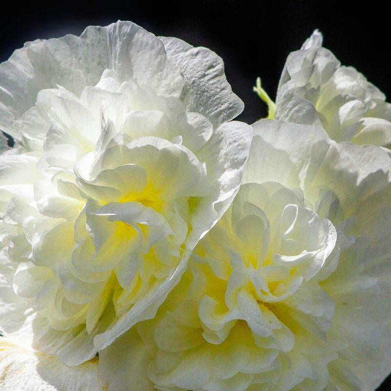 3 Roses Trémière 'Double Blanc' (Alcea Rosea Chater's) - Lot de 3 vivaces - Pépinières Naudet - Imagen 1