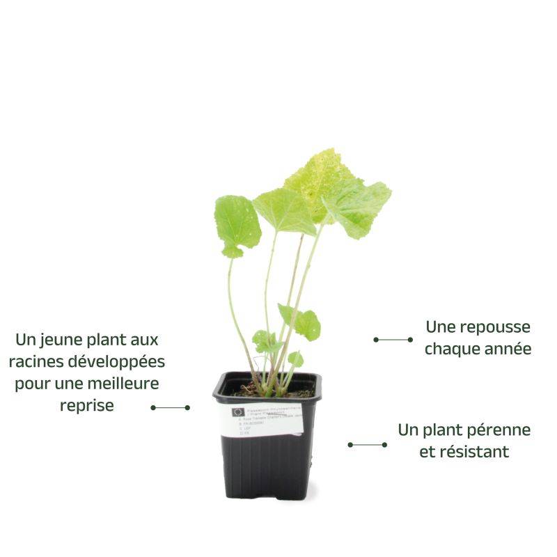 3 Roses Trémière 'Double Blanc' (Alcea Rosea Chater's) - Lot de 3 vivaces - Pépinières Naudet - Imagen 3