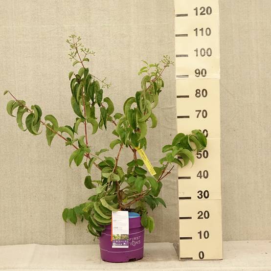 Promesse de Fleurs - Heptacodium miconioides Tianshan - Arbre aux 7 fleurs Pot de 7,5L/10L - Image 2