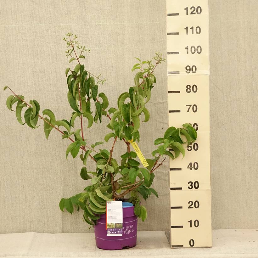 Promesse de Fleurs - Heptacodium miconioides Tianshan - Arbre aux 7 fleurs Pot de 7,5L/10L - Image 2