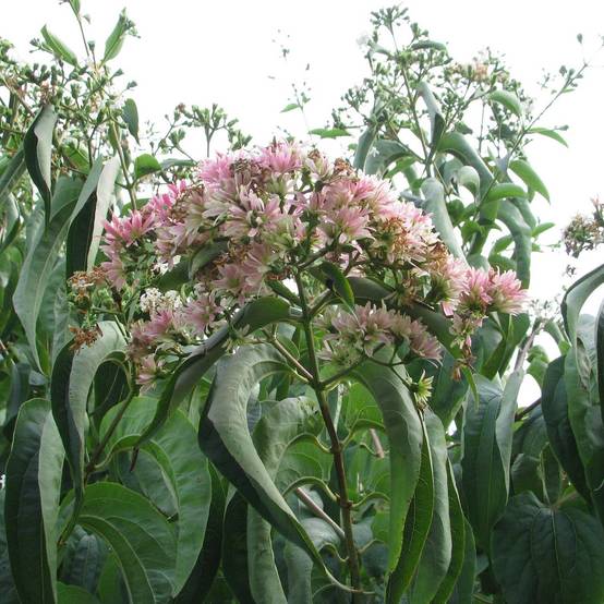 Promesse de Fleurs - Heptacodium miconioides Tianshan - Arbre aux 7 fleurs Pot de 7,5L/10L - Image 1