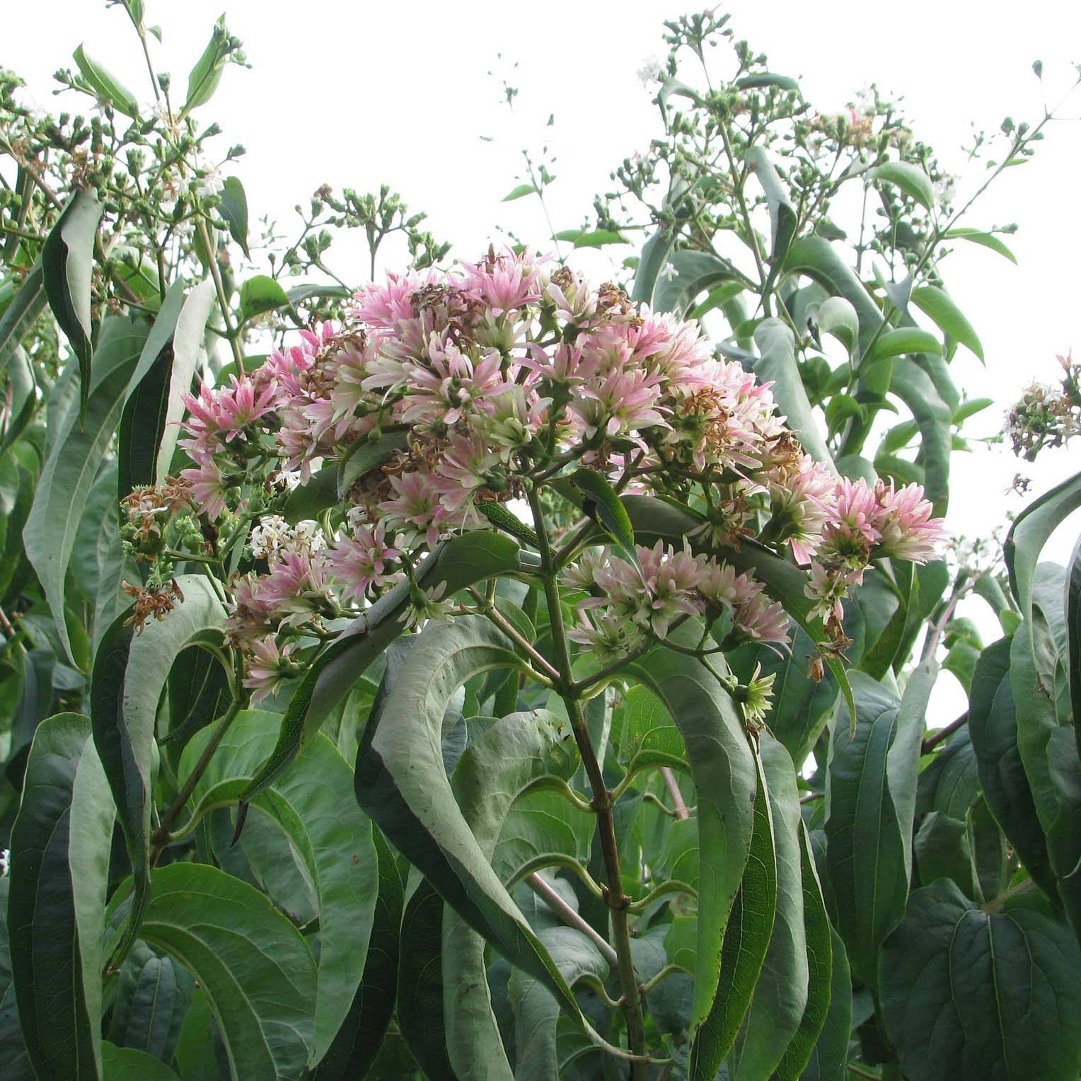 Promesse de Fleurs - Heptacodium miconioides Tianshan - Arbre aux 7 fleurs Pot de 7,5L/10L - Image 1