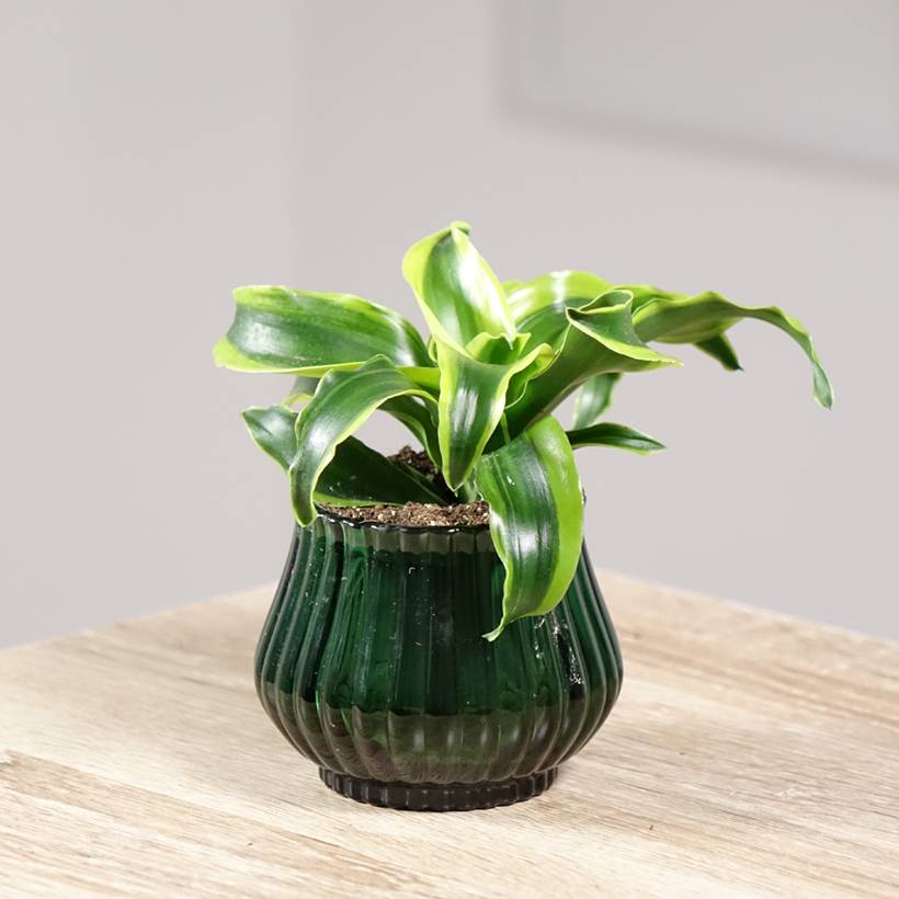 Dracaena Dragontree Tornado - Dragonnier Mini-plante - Jardiland